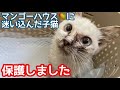 マンゴーハウスで、ボロボロの猫を保護さしました【子猫】【保護猫】