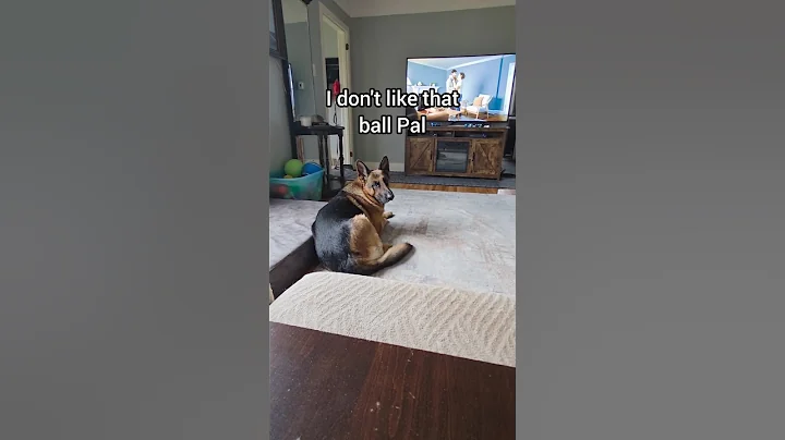 Pal understood all the assignments!#mikelalicich #mybestfriend #ballislife #germanshepherd  #gsd