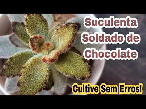 Video: ¿Qué es un soldado de chocolate? Cómo cultivar suculentas soldado de chocolate