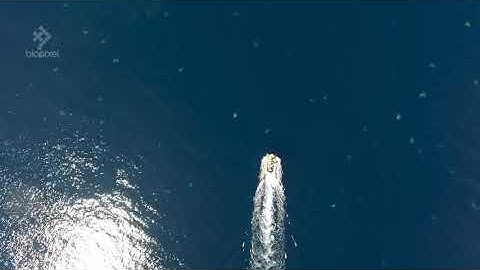 How do you count 64,000 turtles at once?