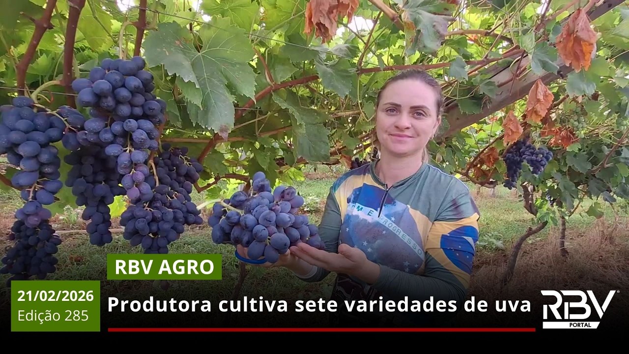 RBV AGRO 285: Produtora cultiva sete variedades de uva