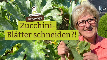 Soll man die Blätter der Zucchini abschneiden?
