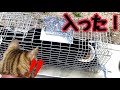 【TNR】黒猫がやっと捕獲器に入りました！！！