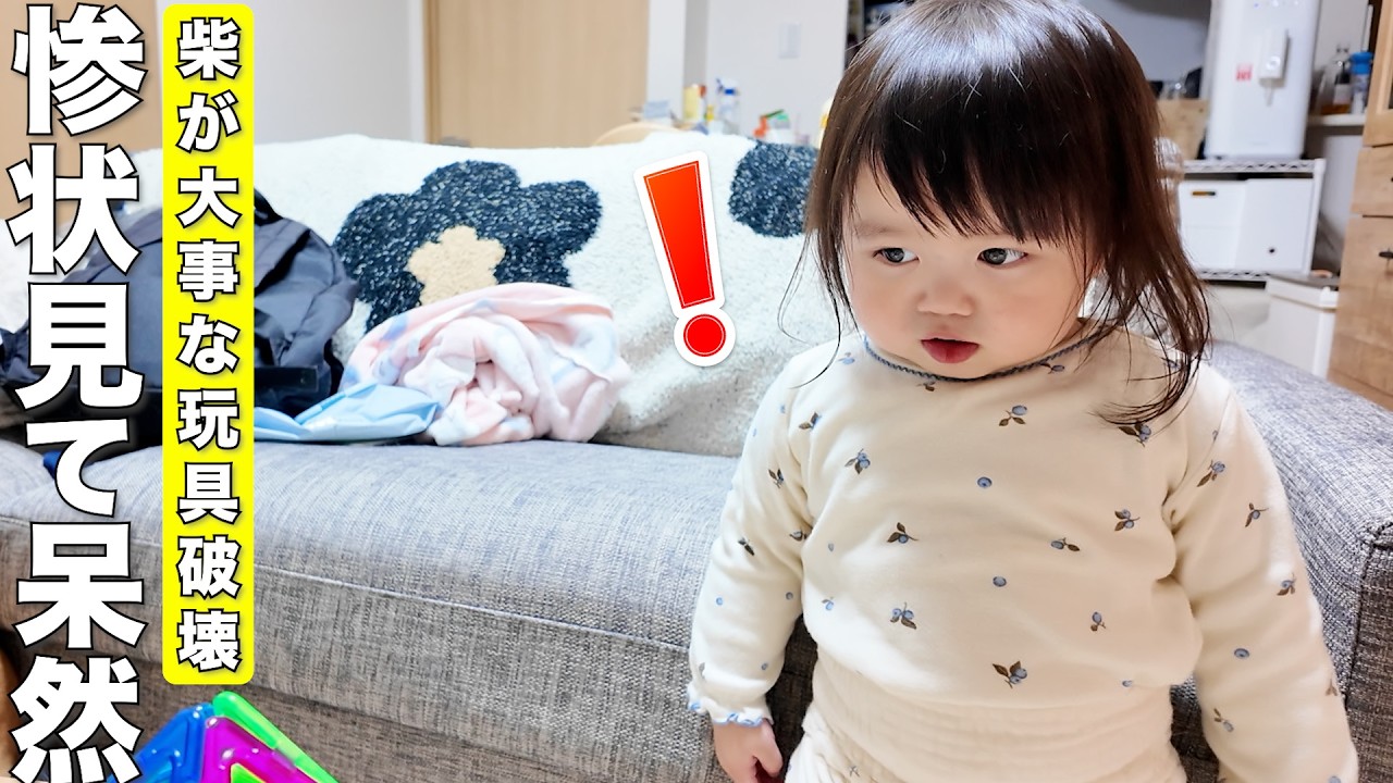 大切な笛の玩具を柴犬に破壊された2歳児の反応が可愛すぎました笑