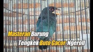 Download Mp3 Ampuh Untuk Masteran Cucak Ijo | Tengkek Buto Gacor Gudang lagu Download Mp3 Ampuh Untuk Masteran Cucak Ijo | Tengkek Buto Gacor