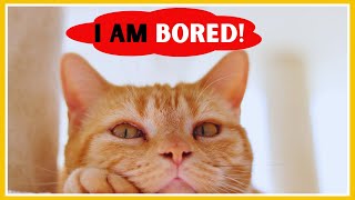 Do YOU HAVE INDOOR CAT? 7 ways to keep cat entertained while you are not in house by For Pet Owners 511 views 2 weeks ago 2 minutes, 51 seconds