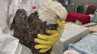 Wildlife Agencies Investigate Mass Poisoning Of Bald Eagles At Minnesota Landfill