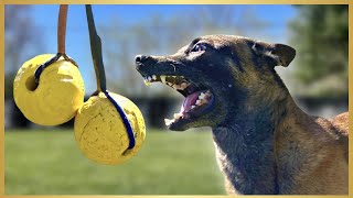 TWO BALL Like You've NEVER SEEN! EXHAUSTING My MALINOIS!