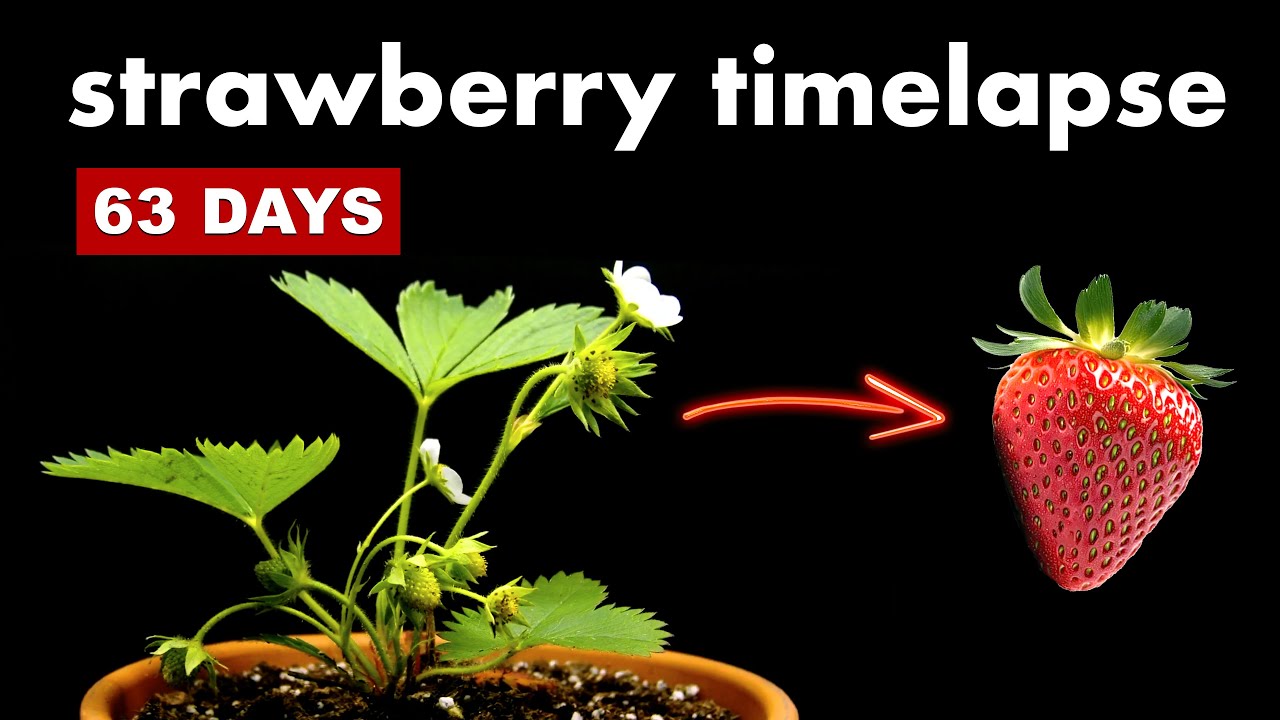 STRAWBERRY Timelapse 🍓 63 Days Of Growth and Harvest YouTube