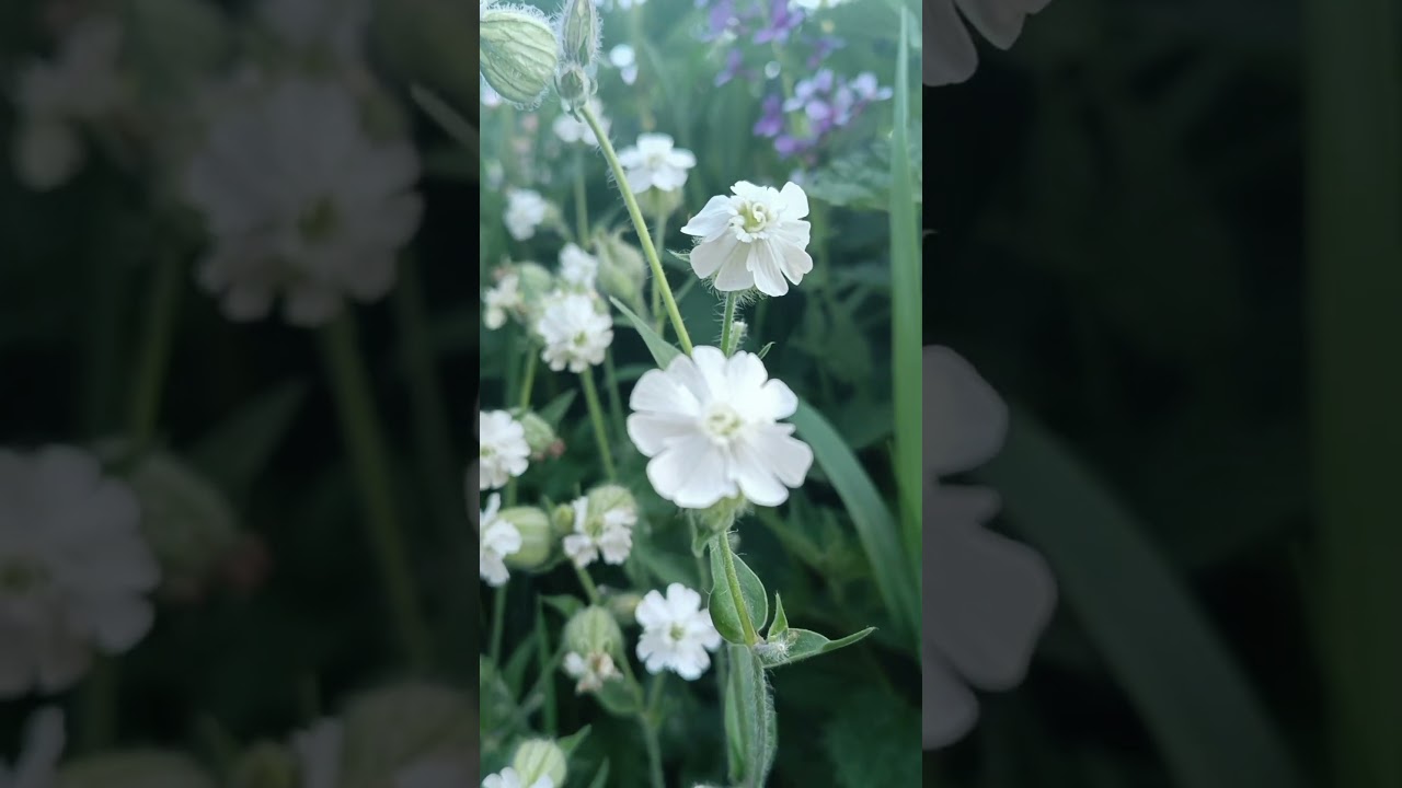 Секреты Дрёмы Белой ... 