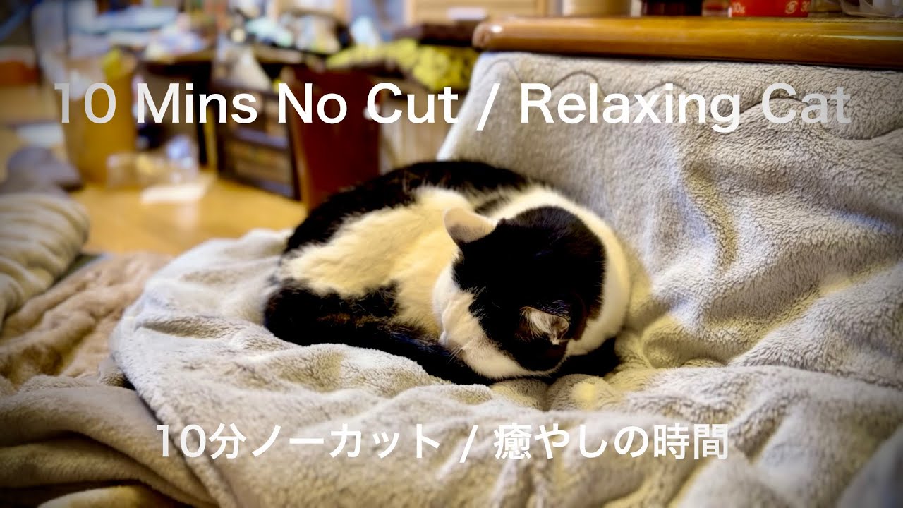 【無音】10分ノーカット：こたつでモミモミして眠る猫 [Silent] 10 Mins Uncut: Cat Kneading and Sleeping