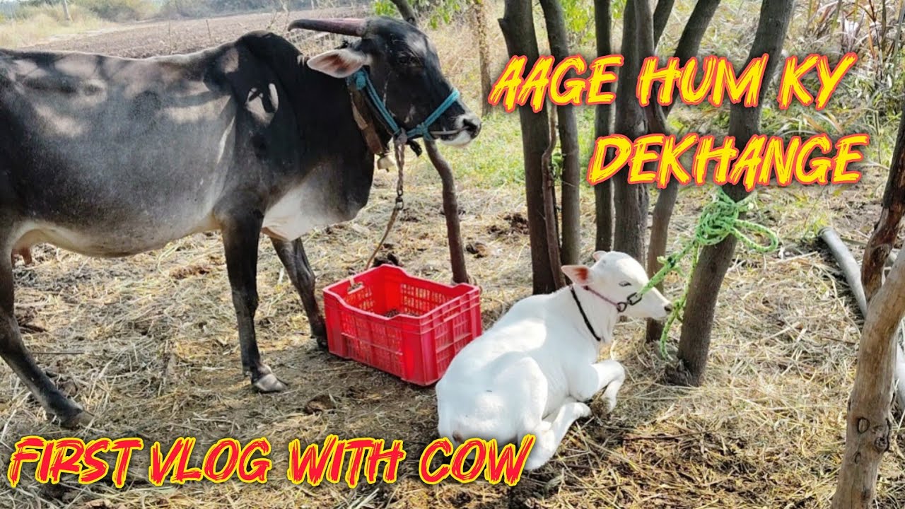 My first vlog, aage ky ky dekhange mere vlogs me      