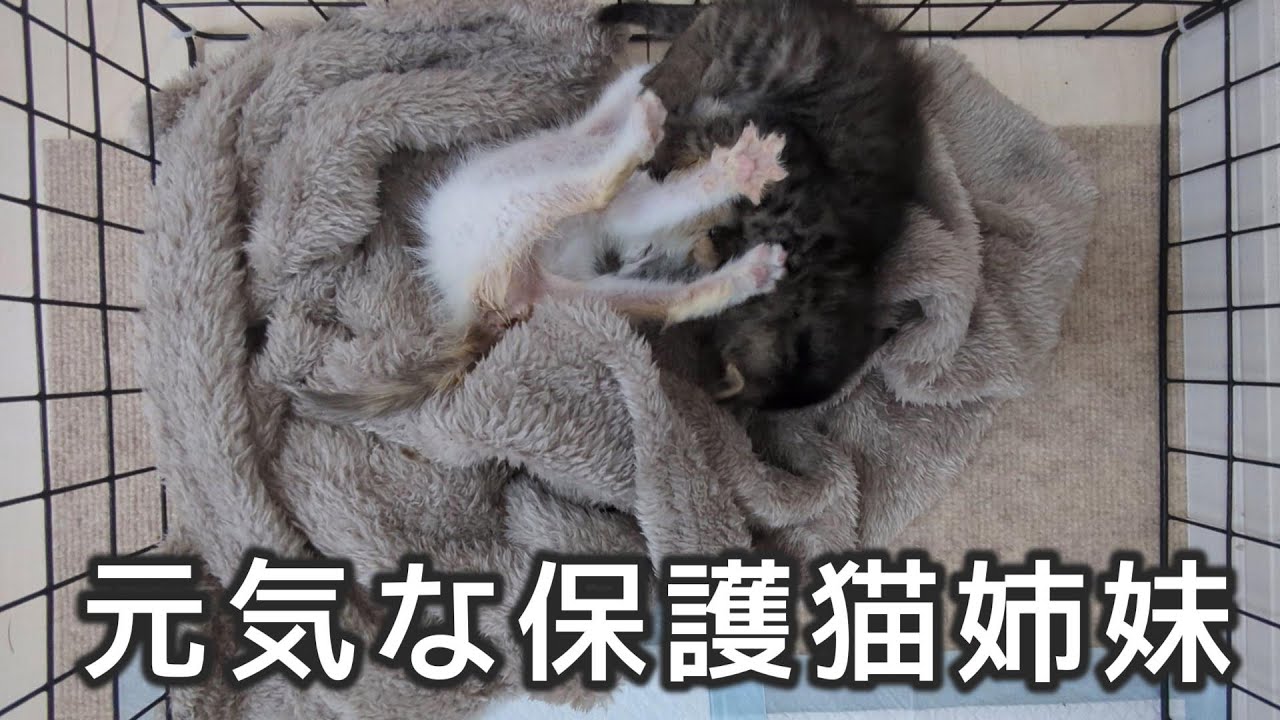 元気な保護猫姉妹。#白猫 #子ネコ #cat #腕枕 #kitty #保護猫 #猫好きさんと繋がりたい #猫のいる生活 #ねこ #子猫