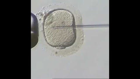 Microinjection / microneedle / micropipette.