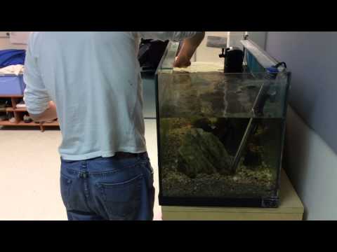 Video: Kuinka Puhdistaa Akvaarion Pohja