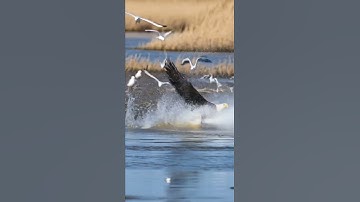 Thumbnail of What if an Eagle Hunted a Seagull Over the Ocean?
