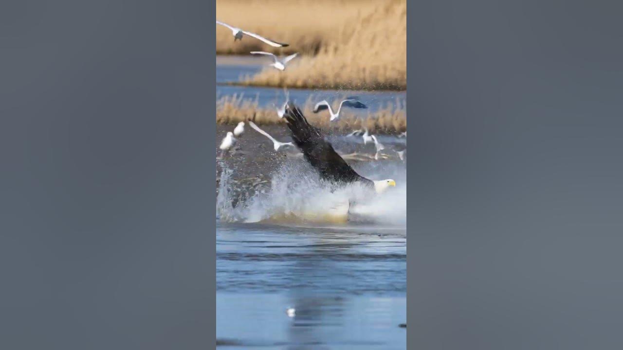 What if an Eagle Hunted a Seagull Over the Ocean?