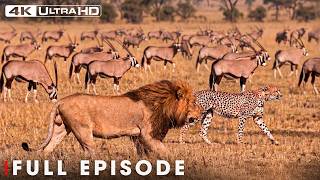 WILD HUNTERS | Arctic Predators in Their Most Dangerous Moments | Nature Documentary