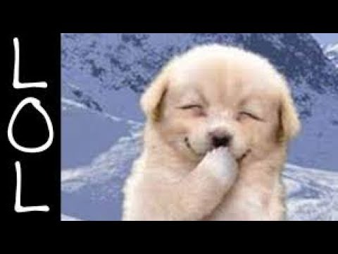 ハプニング 吹き出し注意 可愛くて面白い 元気いっぱい子犬たちの おもしろ ハプニング映像 子犬 Youtube