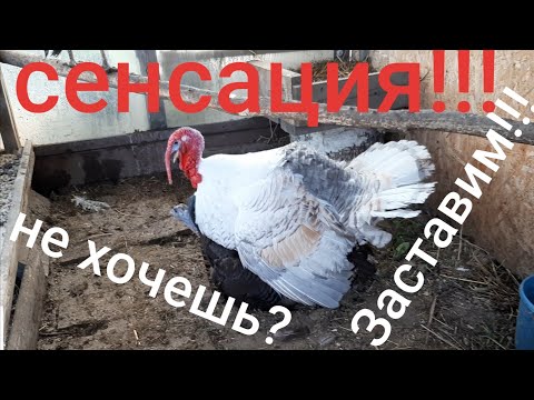 Как заставить индюка оплодотворять индюшек? СЛЕПАЯ АМЕРАУКАНА &#55357;&#56469;&#55357;&#56469;&#55357;&#56469;