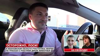 Александр Каминский на Lifenews: Осторожно, лоси!