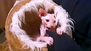 Sphynx Baby Protects His Hut