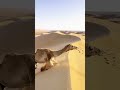 انظروا إلى الإبل كيف يصعد تل من الرمال في الصحراء سبحان الله 