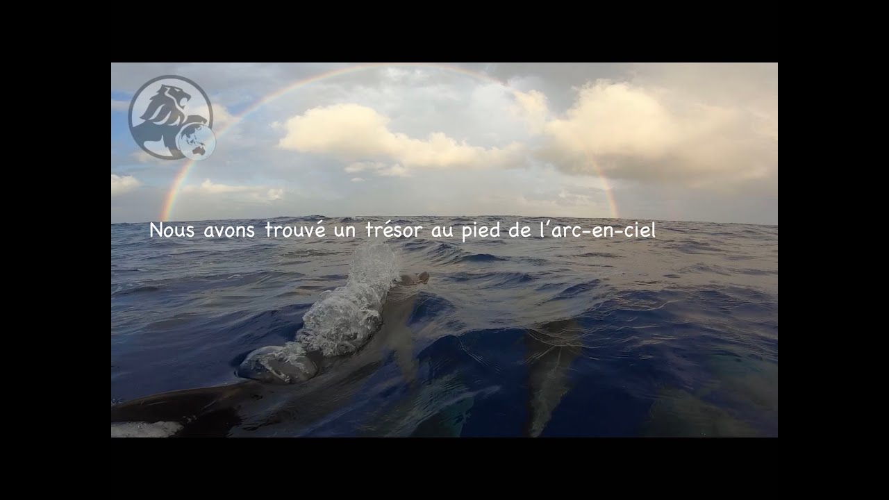 #Relaxation - Grand Dauphins sous un arc-en-ciel 🌈 en navigation Transat