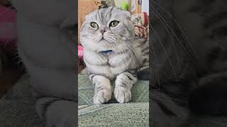Кіт Теодор про похудання #catshorts #cat #cutecats  #funny #funnycats #funnyanimalvideos #funnyvideo