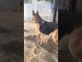 Jimmy Jimmy Germanshephed Dog Viralshorts Video