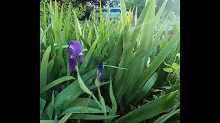 Bearded Iris - Time Lapse Bloom - Dual Stalk