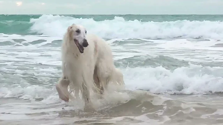 The wild beaches of the Normandie