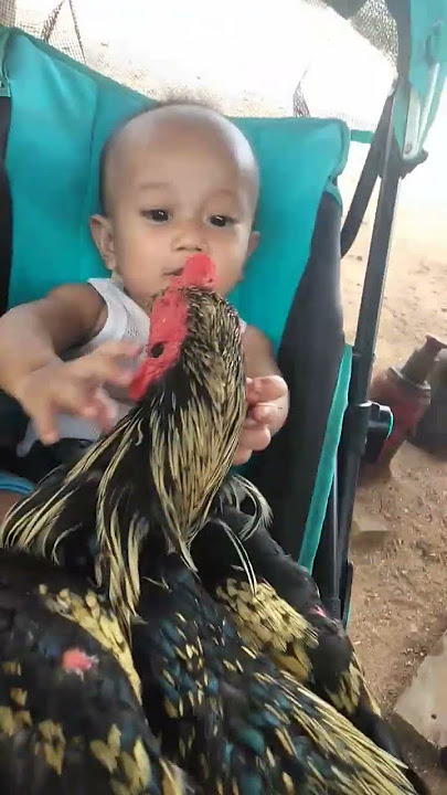 #baby berani banget pegang ayam jago #shortvideos #trending