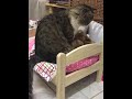 The Selfish Cat - Throws Bear out from his Bed