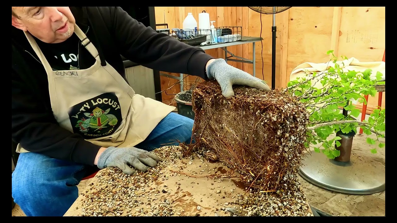 Making a Ginkgo Biloba Bonsai