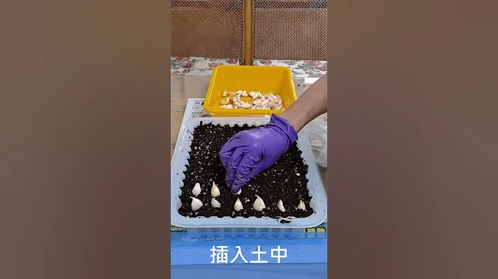 蒜青(蒜苗)盆栽种植教学 - 天天要闻