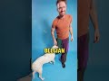 Belgian Malinois Can Detect Low Blood Sugar Before It Happens