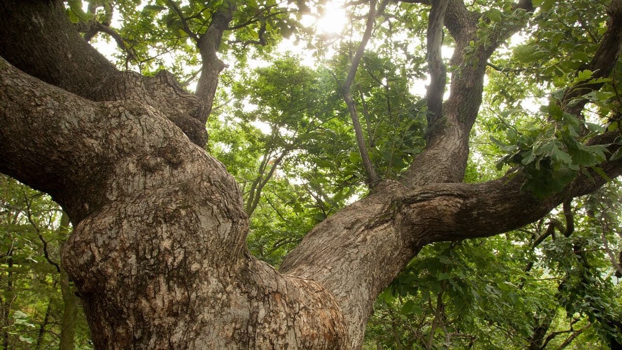Historic Bur Oak Tree Dies in Ponca State Park