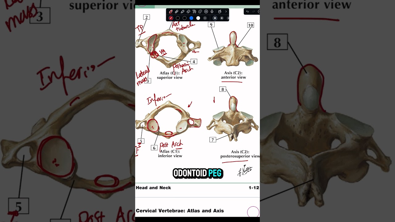 Anatomy Of Atlas Vertebra