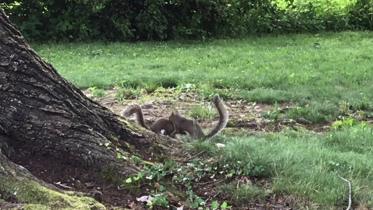 Wrestling Squirrels, Round 1 YouTube