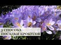 3 способа посадки крокусов / Виды и сорта крокусов