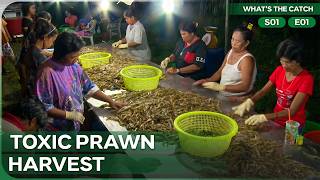 Inside A Grueling Foreign Prawn Farm | What's the Catch | Season 1 Episode 1
