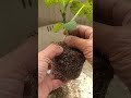 4/25【キュウリ】植付け　こうして植付けをすれば成長が早く大きく育って収穫が早くなります