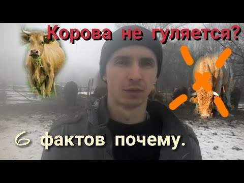 Корова долго не в ходит в охоту? Есть решение, не спешите избавляться.