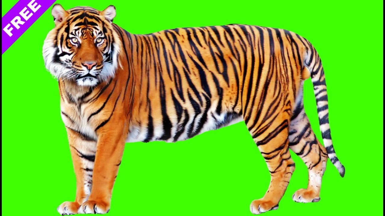 GREEN SCREEN TIGER FULL HD ( DOWNLOAD LINK ).Tiger green screen
