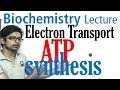 Electron transport chain and ATP synthesis
