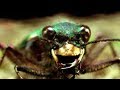 Facts About Beetles - Secret Nature | Beetle Documentary | Natural History Channel
