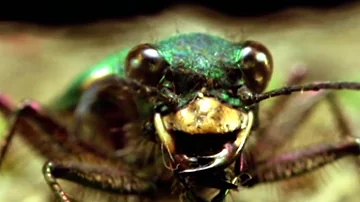 Facts About Beetles - Secret Nature | Beetle Documentary | Natural History Channel
