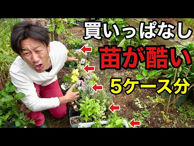 Please replant it to the size you need as soon as possible