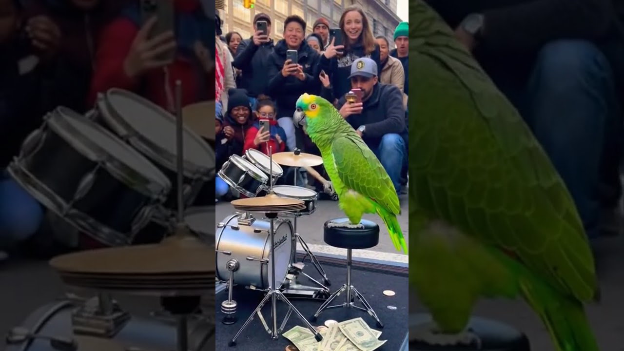 Parrot Performs INSANE Drum Solo on a USA Street — Crowd Absolutely Loses It!